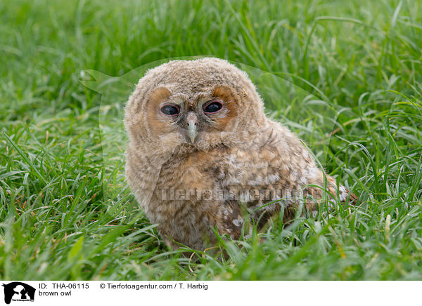 brown owl / THA-06115
