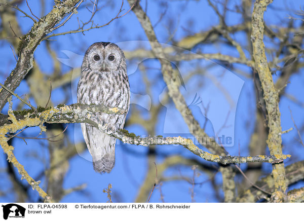 Waldkauz / brown owl / FLPA-04598