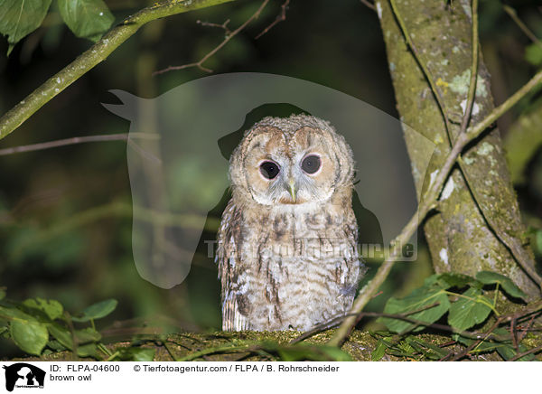 brown owl / FLPA-04600