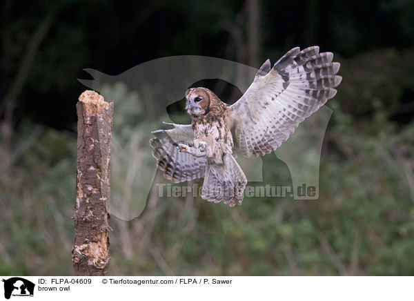 brown owl / FLPA-04609