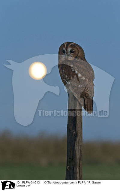 brown owl / FLPA-04613