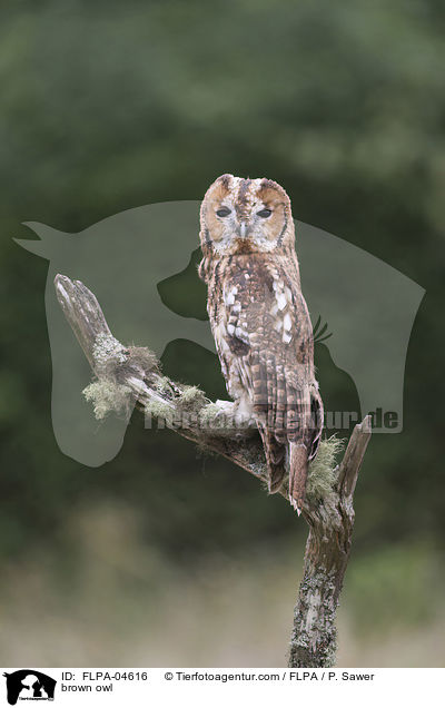 brown owl / FLPA-04616