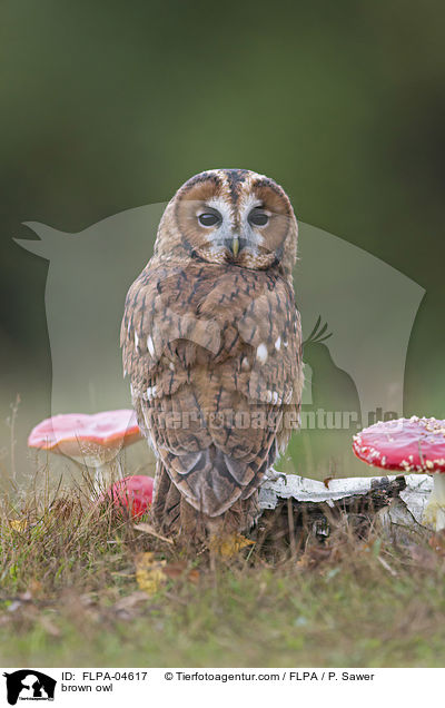 brown owl / FLPA-04617
