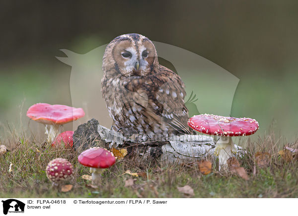 brown owl / FLPA-04618