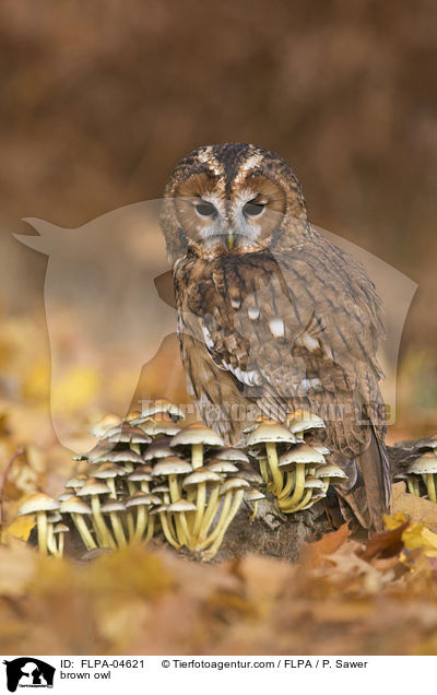 brown owl / FLPA-04621
