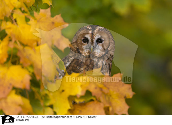 brown owl / FLPA-04622