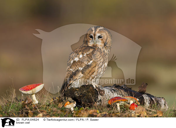 brown owl / FLPA-04624