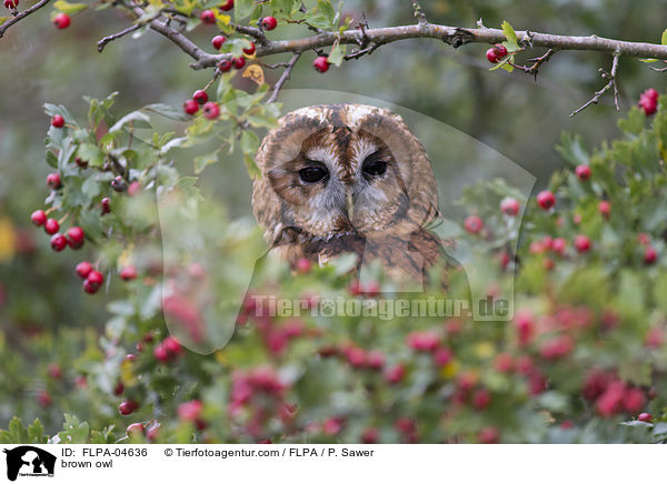 Waldkauz / brown owl / FLPA-04636