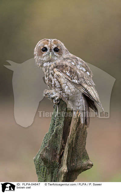 brown owl / FLPA-04647