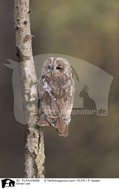 brown owl / FLPA-04668