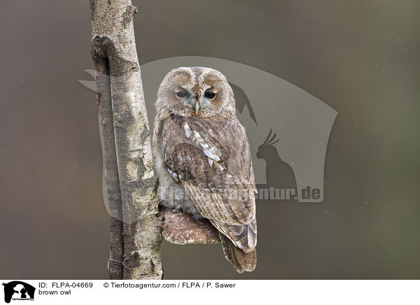 Waldkauz / brown owl / FLPA-04669