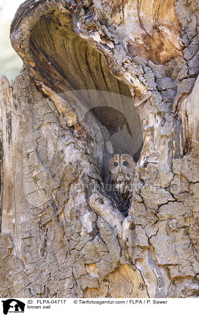 brown owl / FLPA-04717