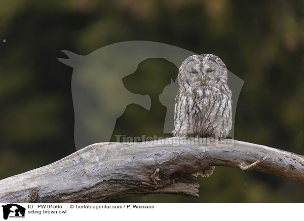 sitting brown owl / PW-04565