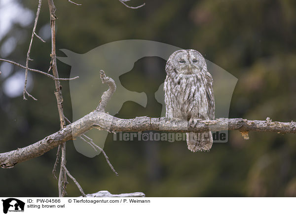 sitting brown owl / PW-04566