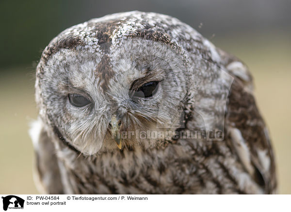 brown owl portrait / PW-04584