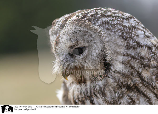 brown owl portrait / PW-04585