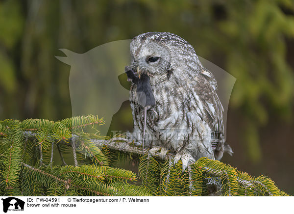 Waldkauz mit Maus / brown owl with mouse / PW-04591