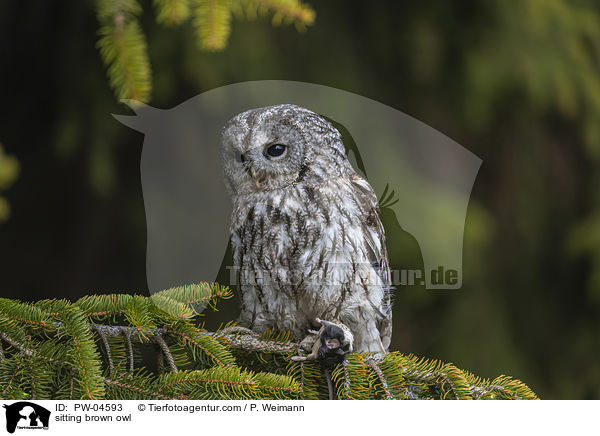sitting brown owl / PW-04593