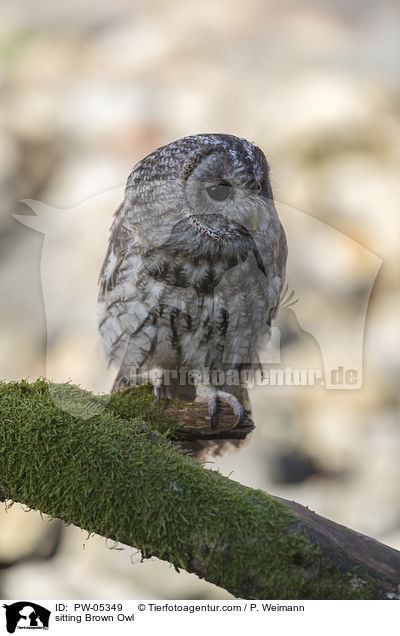 sitting Brown Owl / PW-05349