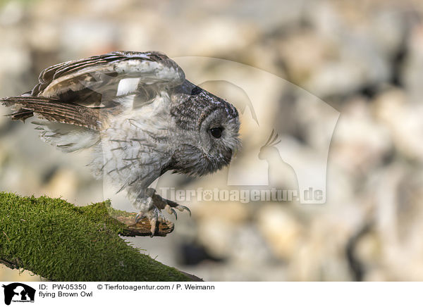 flying Brown Owl / PW-05350