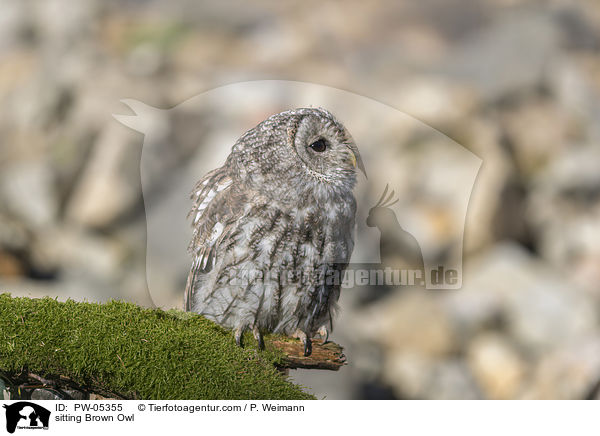 sitting Brown Owl / PW-05355