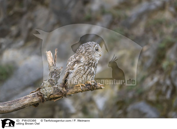 sitting Brown Owl / PW-05366
