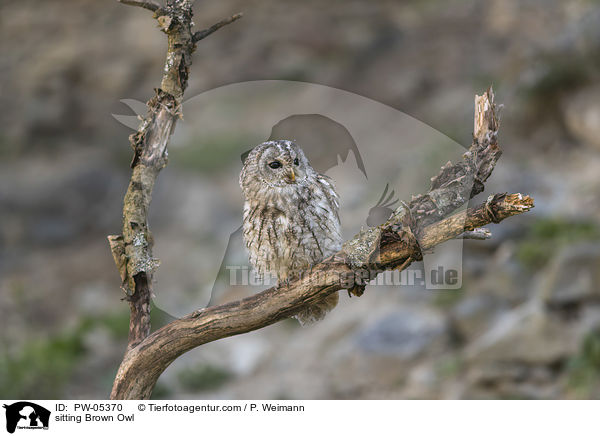 sitting Brown Owl / PW-05370