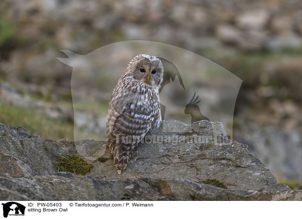 sitting Brown Owl / PW-05403
