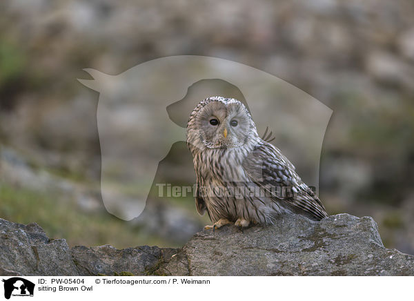 sitting Brown Owl / PW-05404