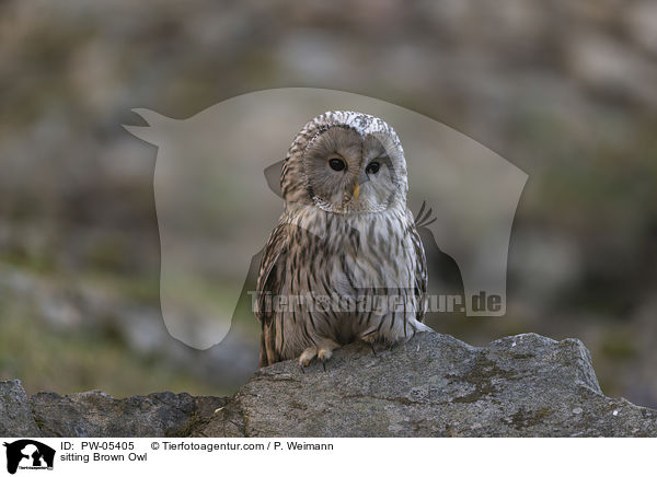 sitting Brown Owl / PW-05405