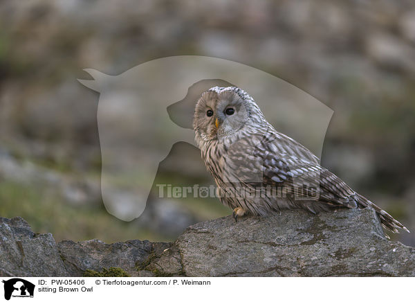 sitting Brown Owl / PW-05406