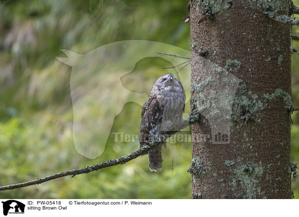 sitting Brown Owl / PW-05418