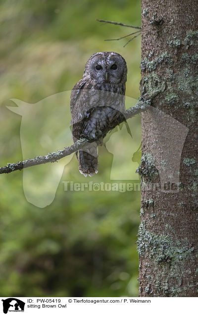 sitting Brown Owl / PW-05419