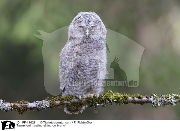 Waldkauz Nestling sitzt auf Ast / Tawny owl nestling sitting on branch / FF-11628