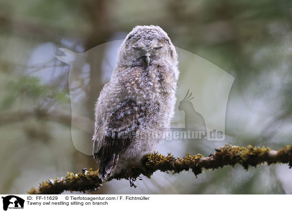 Waldkauz Nestling sitzt auf Ast / Tawny owl nestling sitting on branch / FF-11629