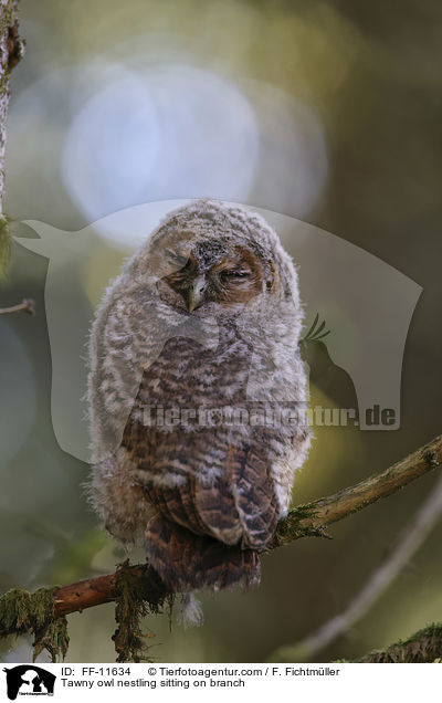 Waldkauz Nestling sitzt auf Ast / Tawny owl nestling sitting on branch / FF-11634