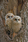 brown owls