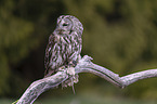 brown owl with mouse