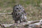 brown owl with mouse