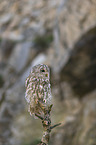 sitting Brown Owl