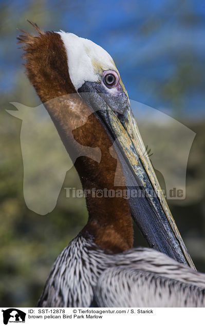 Braunpelikan Vogelpark Marlow / brown pelican Bird Park Marlow / SST-12878