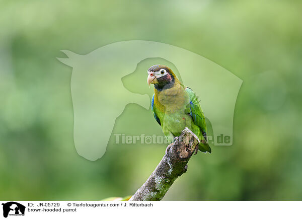 Grauwangenpapagei / brown-hooded parrot / JR-05729