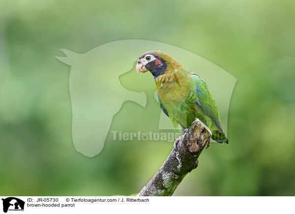 Grauwangenpapagei / brown-hooded parrot / JR-05730