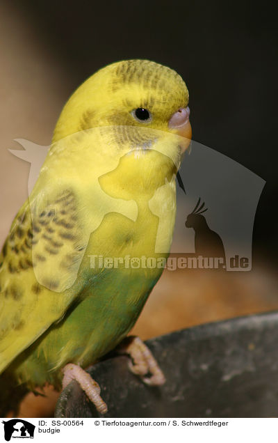 budgie / SS-00564