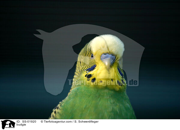 budgie / SS-01920