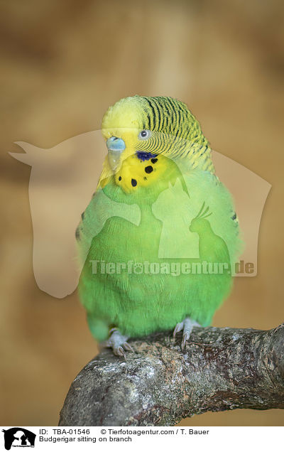 Budgerigar sitting on branch / TBA-01546