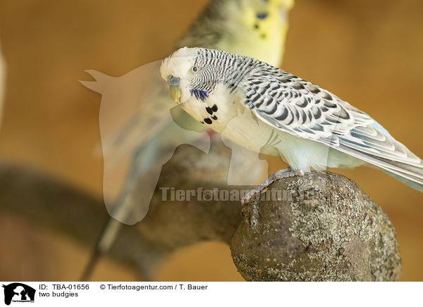 two budgies / TBA-01656