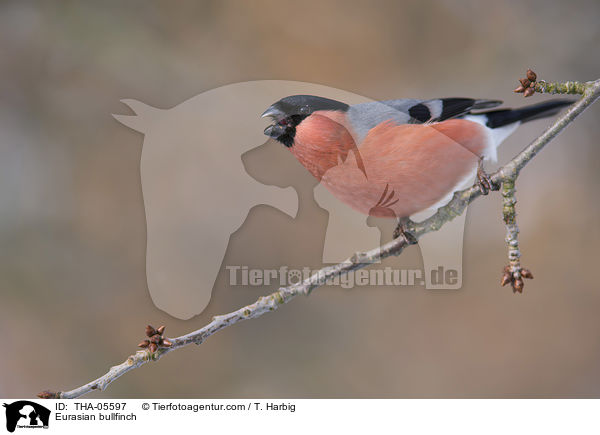 Eurasian bullfinch / THA-05597