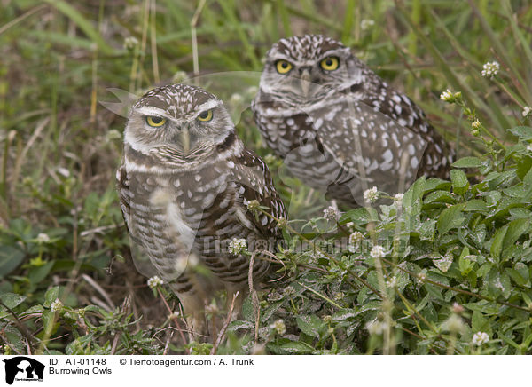 Kaninchenkuze / Burrowing Owls / AT-01148