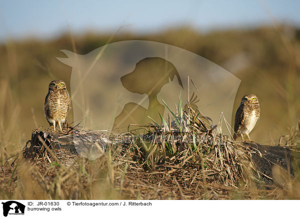 burrowing owls / JR-01630